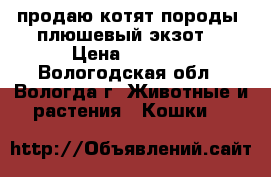 продаю котят породы “плюшевый экзот“ › Цена ­ 4 000 - Вологодская обл., Вологда г. Животные и растения » Кошки   
